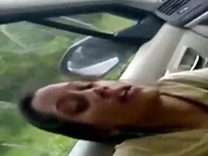 परिपक्व किटी लोमड़ी  ...