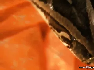 गर्म एशियाई वेरोनिका ...